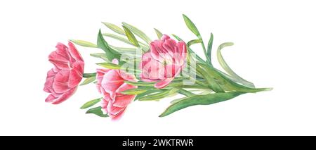 Tulipani e narcisi rosa. Bouquet di fiori primaverili. Illustrazione acquerello per la progettazione di cartoline, saluti, motivi, per le schede Salva la data Foto Stock