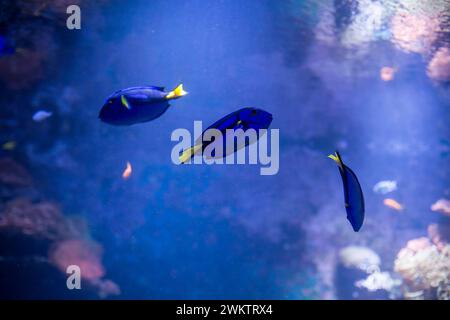 Linguetta Blu, Blu Surgeonfish (Paracanthurus hepatus) Foto Stock
