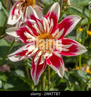 Dahlia "Fashion Monger" con i suoi petali rossi, rosa scuro e bianchi. Foto Stock