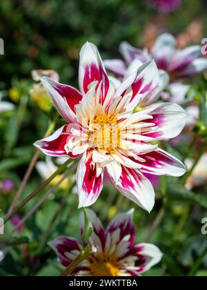 Dahlia "Fashion Monger" con i suoi petali rossi, rosa scuro e bianchi. Foto Stock