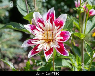 Dahlia "Fashion Monger" con i suoi petali rossi, rosa scuro e bianchi. Foto Stock