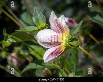 Vista laterale di un bocciolo di dahlia che emerge dal suo calice. Foto Stock