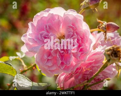 Fiori rosa retroilluminati di Rosa Harlow Carr che crescono in un giardino del Regno Unito. Foto Stock