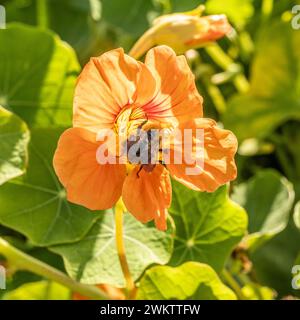 Impollinazione di un fiore di Nasturzio in un giardino del Regno Unito, Foto Stock