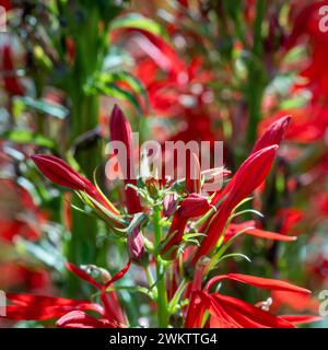 Fiori di cardinale rosso che crescono in un giardino del Regno Unito. Foto Stock
