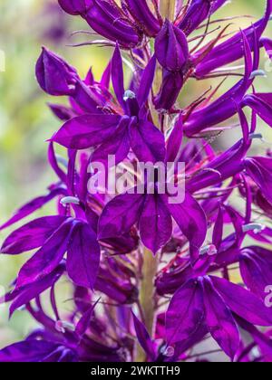 Primo piano di fiori cardinali viola in fiore Foto Stock