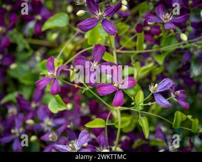 Fiori viola di clematis jackmanii purpurea. Foto Stock