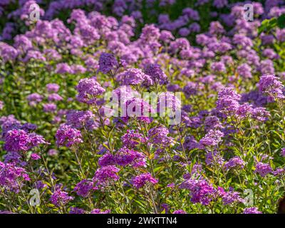Morbidi fiori di malva di Phlox in un giardino estivo. Foto Stock
