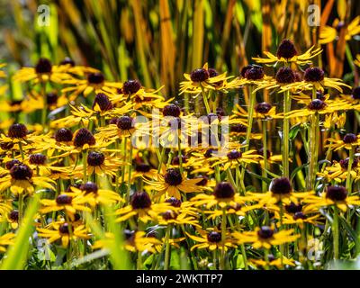 Rudbeckia fulgida 'Little Goldstar' Foto Stock