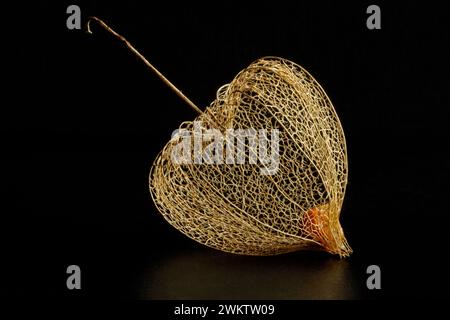 Fiore della ciliegia vescicale all'inizio della primavera, che mostra una rete scheletrica di vene beige delicatamente bella che rivela la bacca rossa-arancio al suo interno Foto Stock