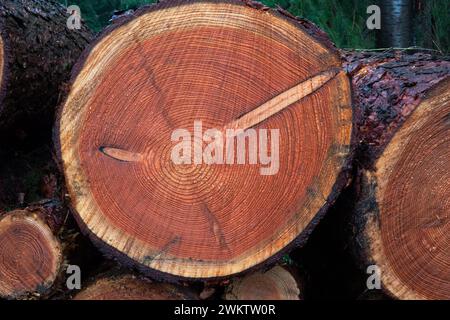 Sezione trasversale del tronco segato di un abete rosso, con anelli annuali e balene di rami Foto Stock