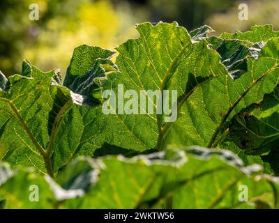 Primo piano delle foglie retroilluminate di Gunnera x cryptica, una pianta ora vietata dai British Gardens. Foto Stock