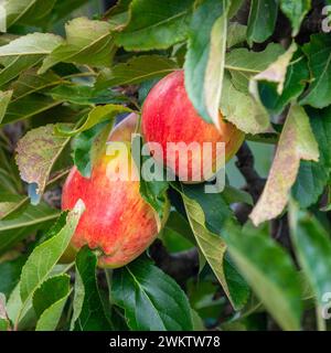 Frutta rossa e verde di Apple Malus domestica Katy/Katja matura e pronta per la raccolta Foto Stock