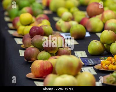 Mele ordinatamente preparate per giudicare in una gara di frutta e verdura organizzata nel Regno Unito. Foto Stock