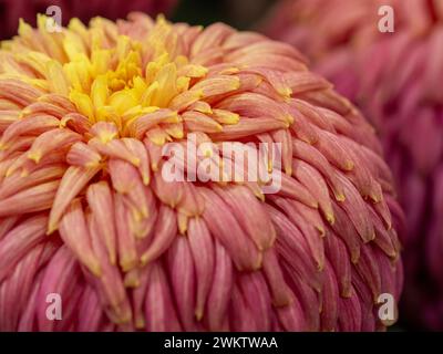 Primo piano di un grande spettacolo di crisantemo con petali centrali gialli che diventano pesca, poi rosa allo spettacolo dei fiori di Harrogate. REGNO UNITO Foto Stock