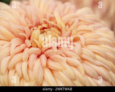 Primo piano di un grande spettacolo di crisantemo con petali color crema tinto di rosa all'Harrogate Flower Show, Foto Stock