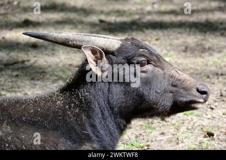 anoa di pianura, bufalo nano e sapiutan, Flachland-Anoa, Anoa des plaines, Bubalus depressicornis, Alföldi anoa, zoo, Ungheria, Magyarország, Europa Foto Stock