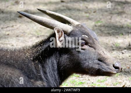 anoa di pianura, bufalo nano e sapiutan, Flachland-Anoa, Anoa des plaines, Bubalus depressicornis, Alföldi anoa, zoo, Ungheria, Magyarország, Europa Foto Stock