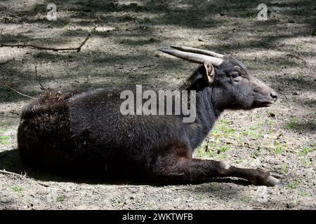 anoa di pianura, bufalo nano e sapiutan, Flachland-Anoa, Anoa des plaines, Bubalus depressicornis, Alföldi anoa, zoo, Ungheria, Magyarország, Europa Foto Stock