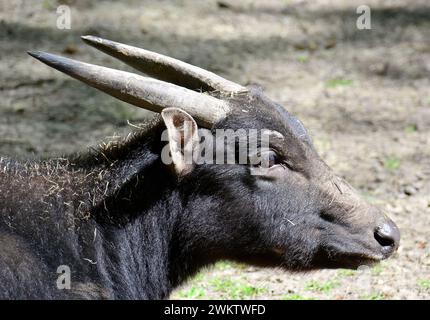 anoa di pianura, bufalo nano e sapiutan, Flachland-Anoa, Anoa des plaines, Bubalus depressicornis, Alföldi anoa, zoo, Ungheria, Magyarország, Europa Foto Stock