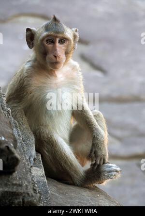 Macaco mangiatore di granchio, macaco dalla coda lunga, Javaneraffe, Macaque Crabier, macaque Crabier, Macaca fascicularis, közönséges makákó, Cambogia Foto Stock