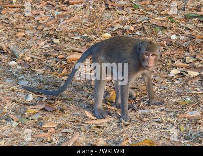 Macaco mangiatore di granchio, macaco dalla coda lunga, Javaneraffe, Macaque Crabier, macaque Crabier, Macaca fascicularis, közönséges makákó, Cambogia Foto Stock