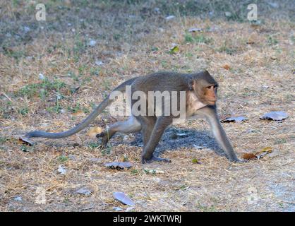 Macaco mangiatore di granchio, macaco dalla coda lunga, Javaneraffe, Macaque Crabier, macaque Crabier, Macaca fascicularis, közönséges makákó, Cambogia Foto Stock