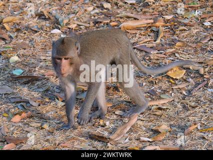 Macaco mangiatore di granchio, macaco dalla coda lunga, Javaneraffe, Macaque Crabier, macaque Crabier, Macaca fascicularis, közönséges makákó, Cambogia Foto Stock