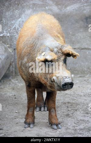 Mangalica, suino domestico, suino, maiale, Mangalica-Schwein, Porc laineux, Sus scrofa domestica, házi sertés Foto Stock