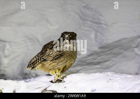 Gufo di pesce di Blakiston (Ketupa blakistoni), Hokkaido, inverno, Giappone Foto Stock