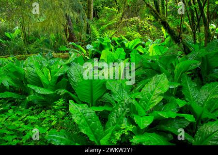 Skunk cavolo lungo Spencer Creek Trail, Beverly Beach State Park, Oregon Foto Stock