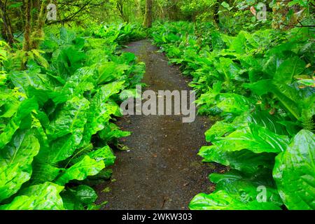 Spencer Creek Trail, Beverly Beach State Park, Oregon Foto Stock