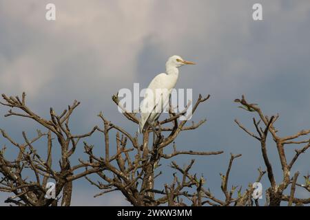 Un'egretta di bestiame arroccata in cima ad un albero in India Foto Stock