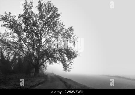 immagine in bianco e nero dominata dalla nebbia Foto Stock