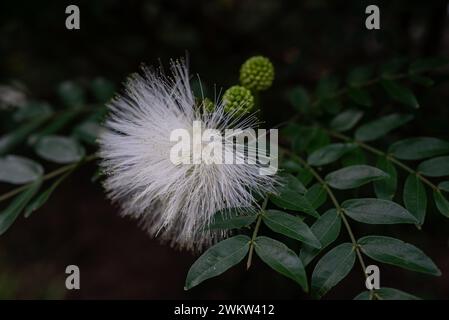 Soffice fiore bianco su sfondo verde scuro. Powderpuff-albero fiorito Foto Stock