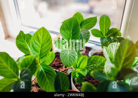 Primo piano di ortensie bigleaf coperte di gocce d'acqua. Coltivare nuove piante da talee a casa sul davanzale della finestra. Giardinaggio Foto Stock