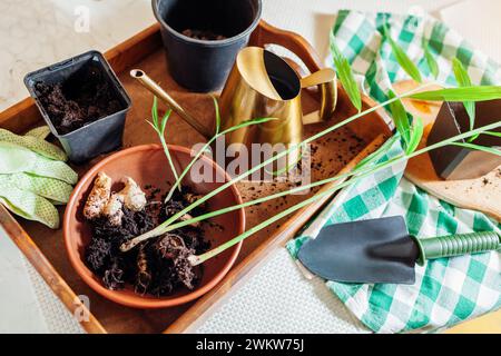 Zenzero che cresce a casa. Trapianto di zenzero radicato con germogli in pentole con terreno utilizzando pala e bomboletta. Giardinaggio. Vista dall'alto Foto Stock