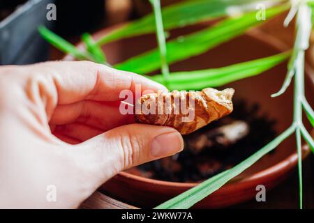 Zenzero che cresce a casa. Primo piano della radice di zenzero con gli occhi a brugola, gemme nella mano del giardiniere pronto a piantare in pentola con il terreno. Giardinaggio Foto Stock