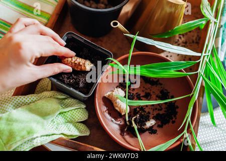 Zenzero che cresce a casa. Piantare la radice di zenzero con boccioli di brugola in vaso con terreno. Coltivare cibo biologico sano. Giardinaggio Foto Stock