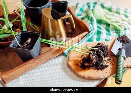 Zenzero che cresce a casa. Trapianto di zenzero radicato con germogli in pentole con terreno utilizzando pala e bomboletta. Giardinaggio. Spazio Foto Stock