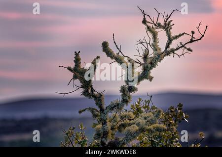 Un primo piano dei licheni che circondano i rami di una quercia Foto Stock