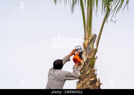 Lavoratore che potava una palma con una sega per alberi Foto Stock