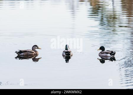 Gruppo di tre anatre Mallard che nuotano su un lago Foto Stock