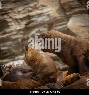 Primo piano dei comportamenti di molti leoni marini con sfondo roccioso Foto Stock