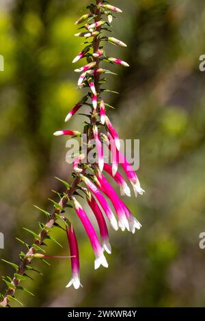 Fuchsia Heath, originaria dell'Australia, in fiore Foto Stock