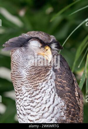 Gufo aquila malese (bubo sumatranus) avvistato a Kuala Lumpur, Malesia Foto Stock