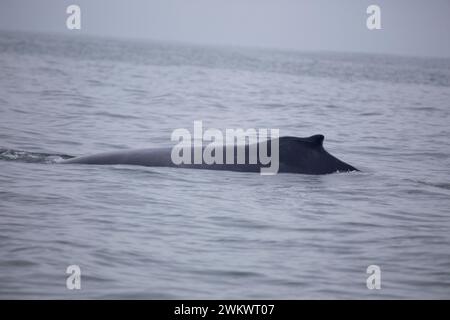 Megattere (Megaptera novaeangliae) avvistata nella baia di San Francisco Foto Stock