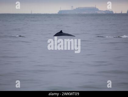 Megattere (Megaptera novaeangliae) avvistata nella baia di San Francisco Foto Stock