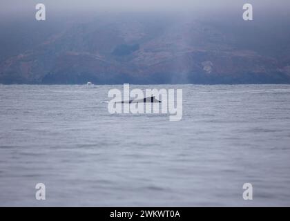 Megattere (Megaptera novaeangliae) avvistata nella baia di San Francisco Foto Stock