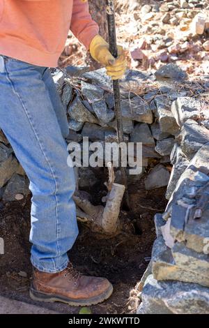 Paesaggista che utilizza un'asta di ferro per tagliare le radici e rimuovere i ceppi vicino a una parete di roccia Foto Stock